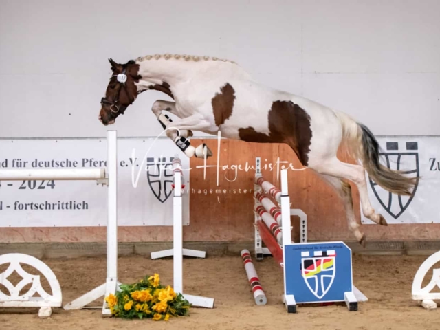 ZfdP Kranichstein Ponys 29