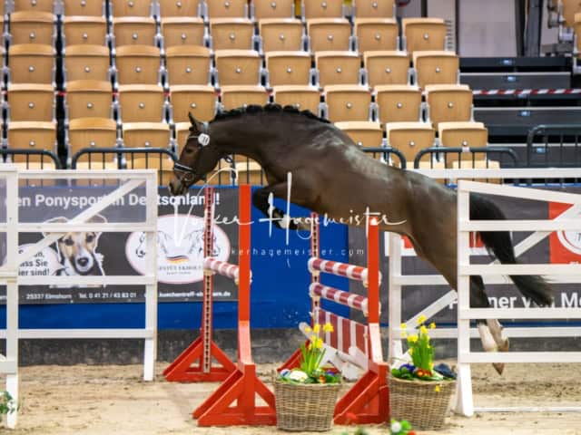 PSB Körung Schärpenträger 17