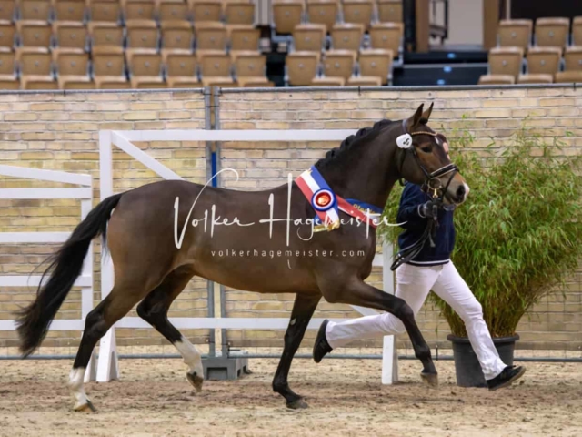 PSB Körung Schärpenträger 18