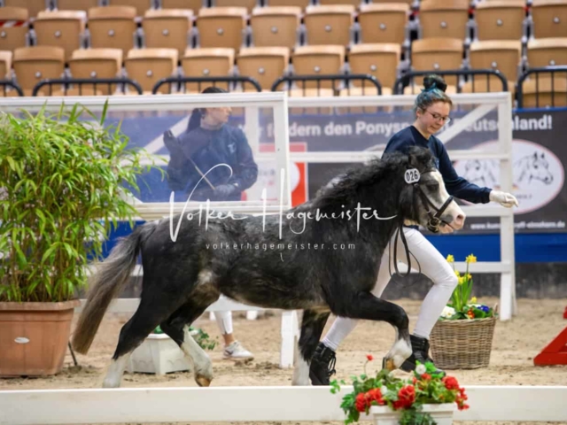 PSB Körung unsortiert Teil 1 21