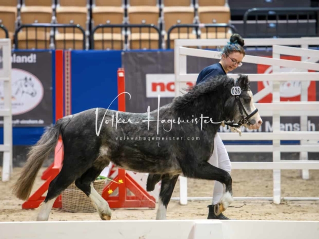 PSB Körung unsortiert Teil 1 22