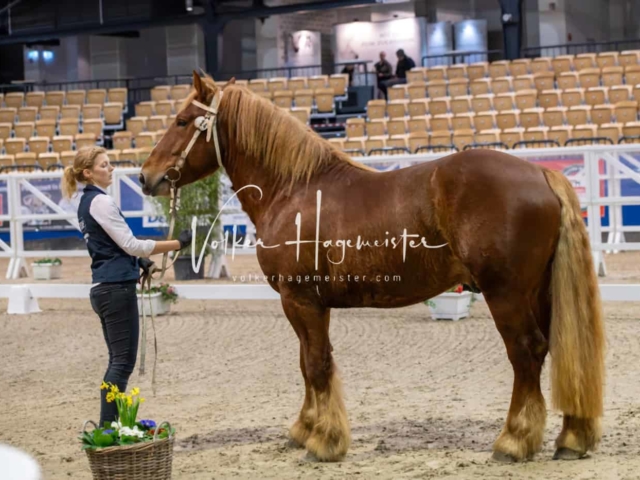 PSB Körung unsortiert Teil 1 23