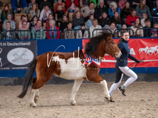 PSB Körung Schärpenträger 19