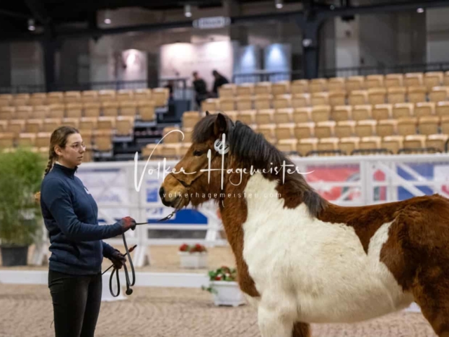 PSB Körung unsortiert Teil 1 25