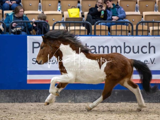 Impressionen PSB Samstag unsortiert 15