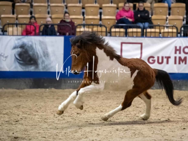 PSB Körung Schärpenträger 20