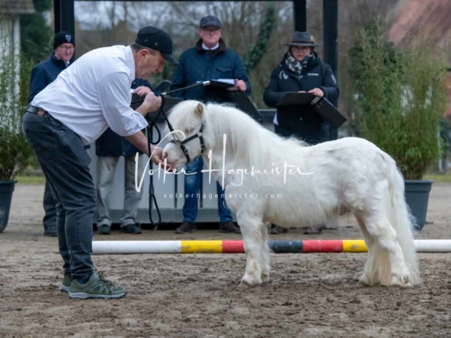 ZfdP Kranichstein Ponys 1