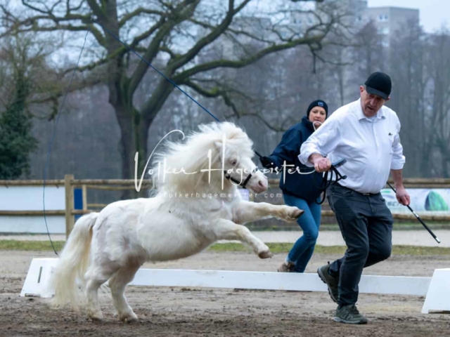 ZfdP Kranichstein Ponys 2