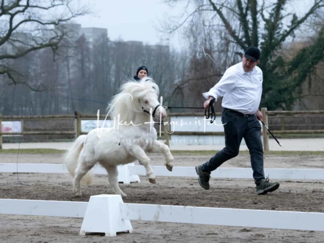 ZfdP Kranichstein Ponys 3