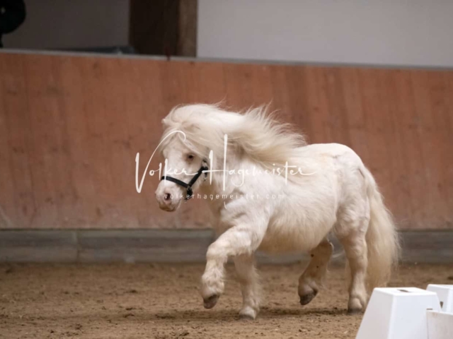 ZfdP Kranichstein Ponys 6