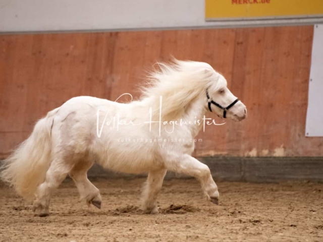ZfdP Kranichstein Ponys 7