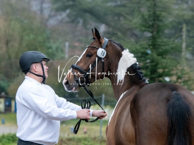 ZfdP Kranichstein Ponys 9