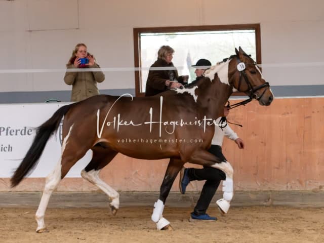 ZfdP Kranichstein Ponys 10