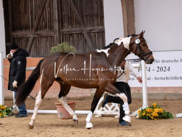 ZfdP Kranichstein Ponys 11