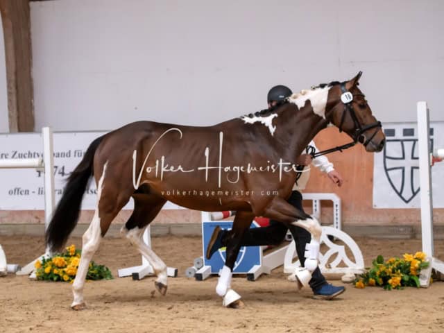 ZfdP Kranichstein Ponys 12