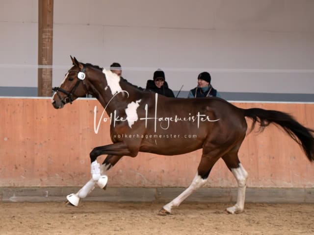 ZfdP Kranichstein Ponys 13