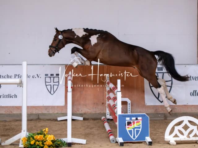 ZfdP Kranichstein Ponys 14