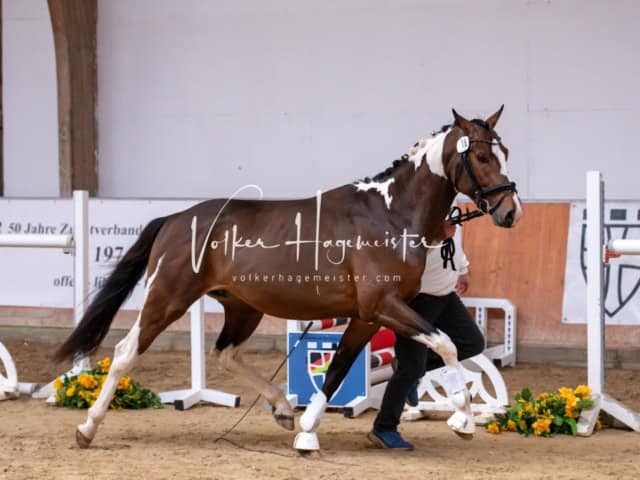 ZfdP Kranichstein Ponys 15