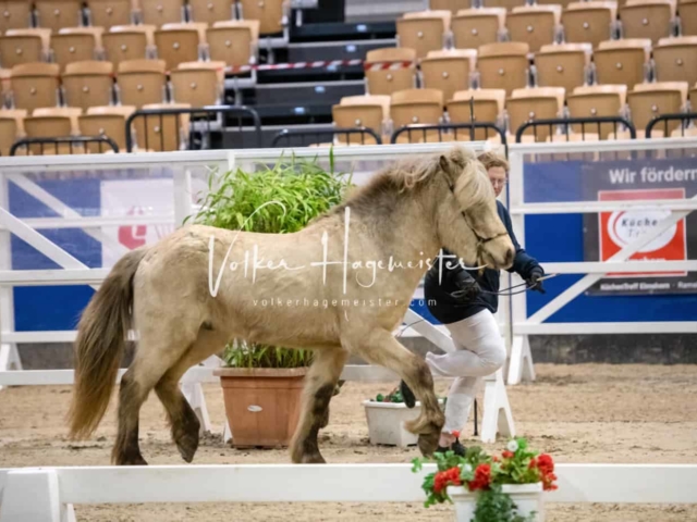PSB Körung unsortiert Teil 1 27