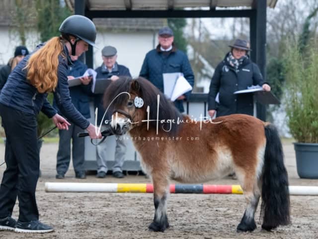 ZfdP Kranichstein Ponys 16