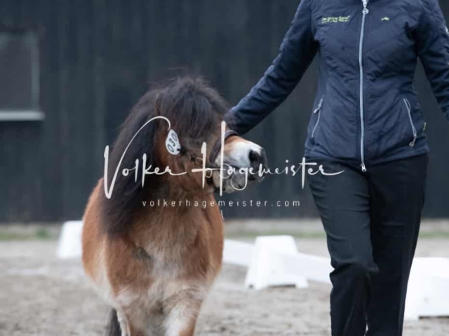 ZfdP Kranichstein Ponys 17