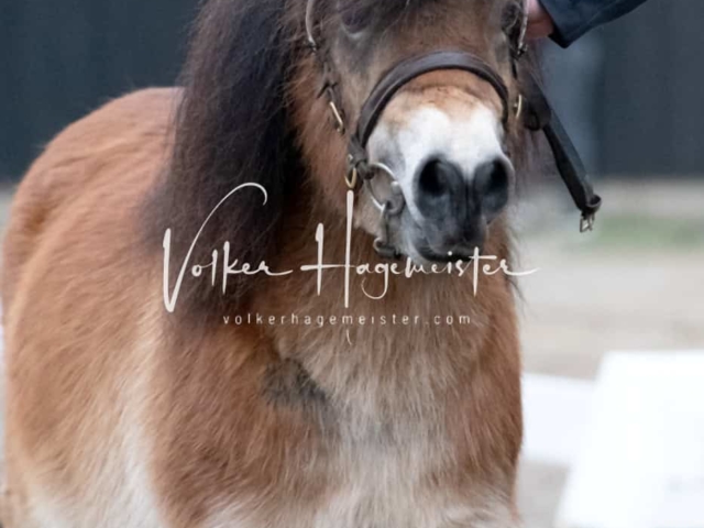 ZfdP Kranichstein Ponys 18