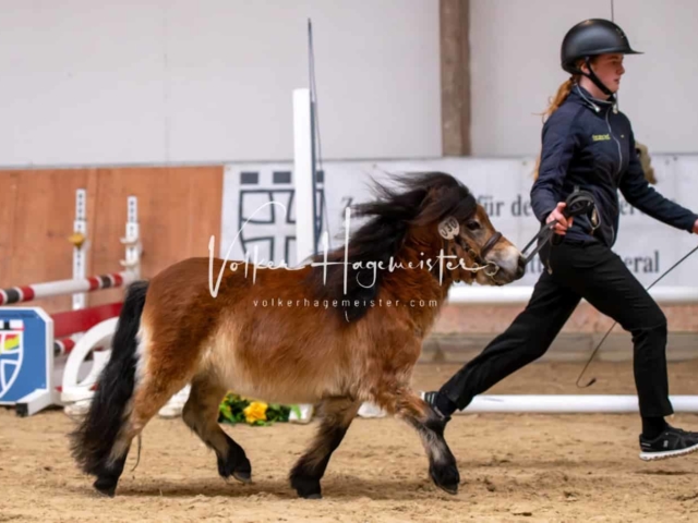 ZfdP Kranichstein Ponys 19