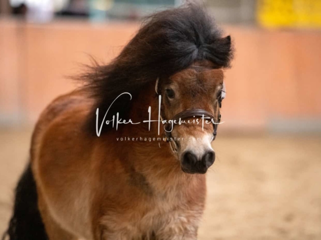 ZfdP Kranichstein Ponys 20