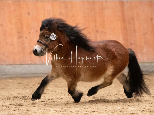 ZfdP Kranichstein Ponys 21