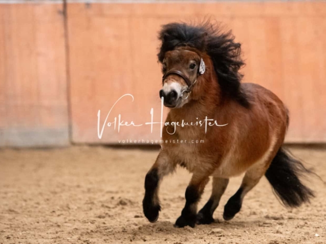 ZfdP Kranichstein Ponys 22