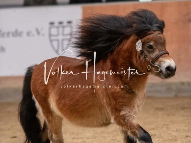 ZfdP Kranichstein Ponys 23