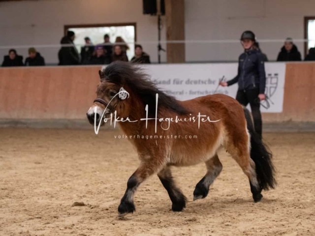 ZfdP Kranichstein Ponys 24