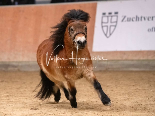 ZfdP Kranichstein Ponys 25