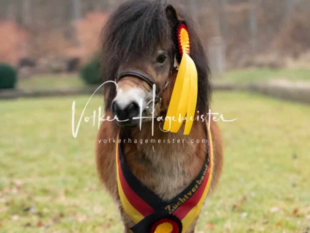 ZfdP Kranichstein Ponys 29