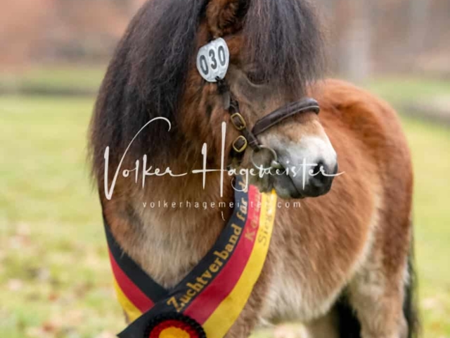 ZfdP Kranichstein Ponys 30