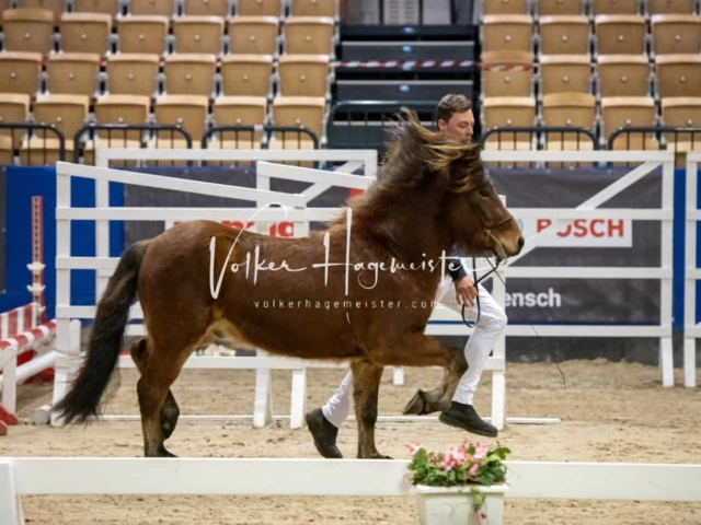 PSB Körung unsortiert Teil 1 29
