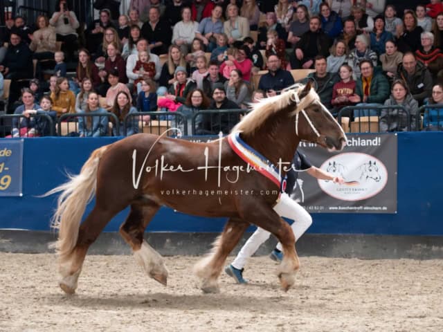 PSB Körung Schärpenträger 21