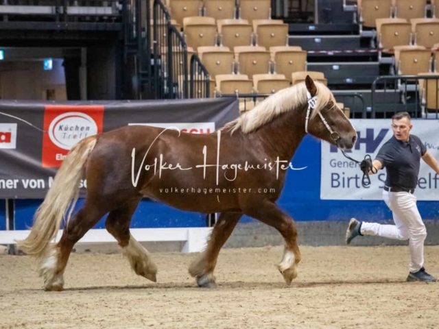 PSB Körung unsortiert Teil 1 28