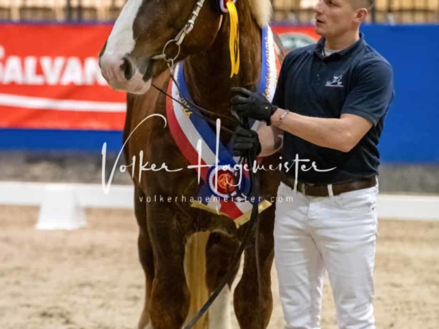 PSB Körung Schärpenträger 22