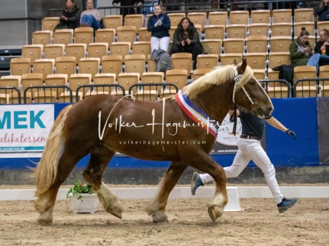 PSB Körung Schärpenträger 27