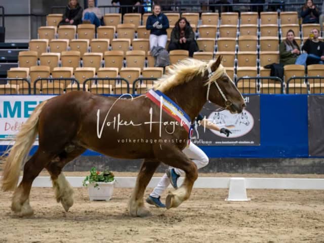 PSB Körung Schärpenträger 28
