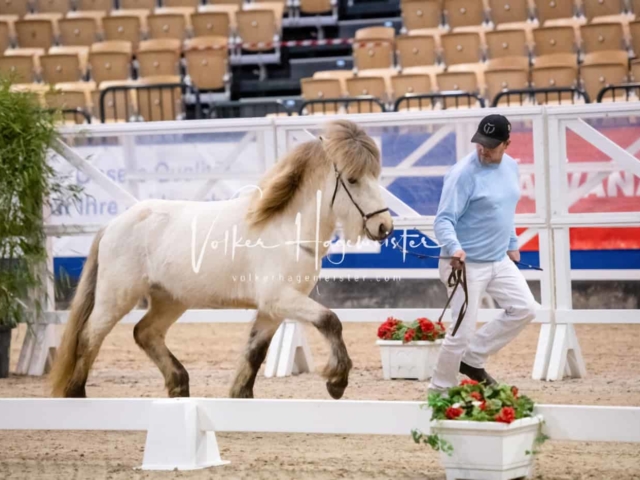 PSB Körung unsortiert Teil 1 30