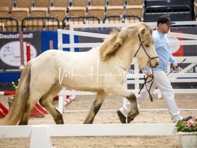PSB Körung unsortiert Teil 1 1