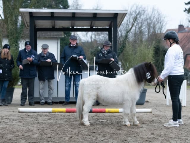 ZfdP Kranichstein Ponys 1