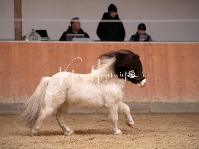 ZfdP Kranichstein Ponys 3