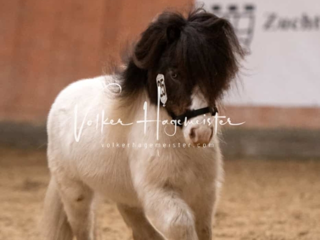 ZfdP Kranichstein Ponys 5