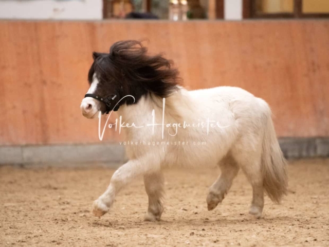 ZfdP Kranichstein Ponys 6