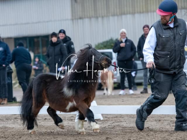 ZfdP Kranichstein Ponys 7