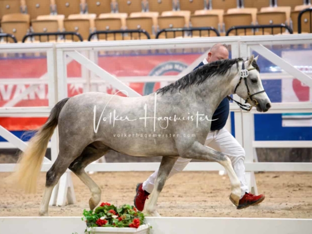 PSB Körung unsortiert Teil 1 2