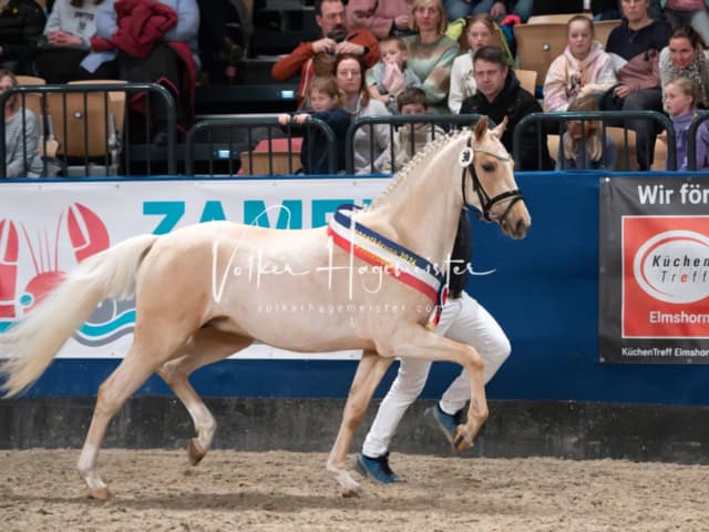 PSB Körung Schärpenträger 15